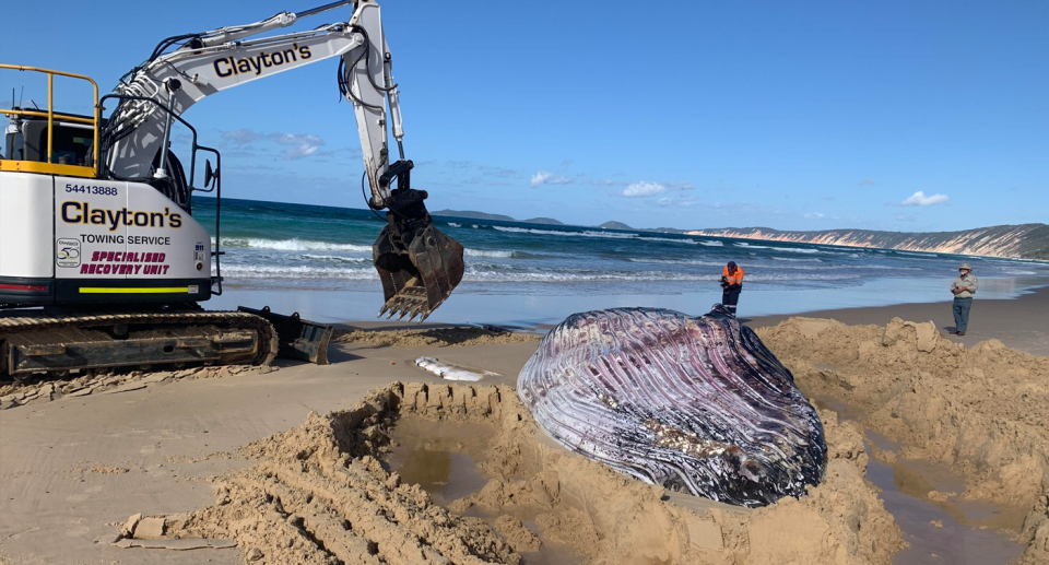 An earth mover attempting to move the whale carcass from Inskip Point. 