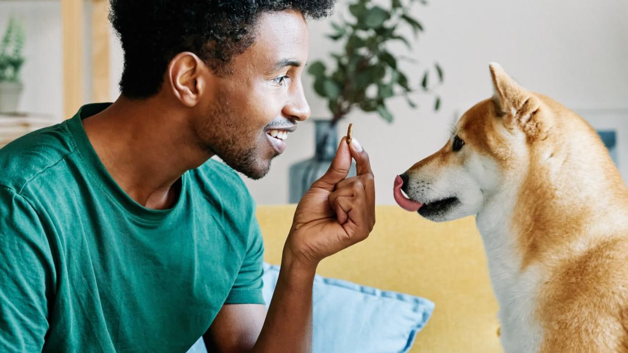 a man holds a treat in front of his eagerly awaiting dog