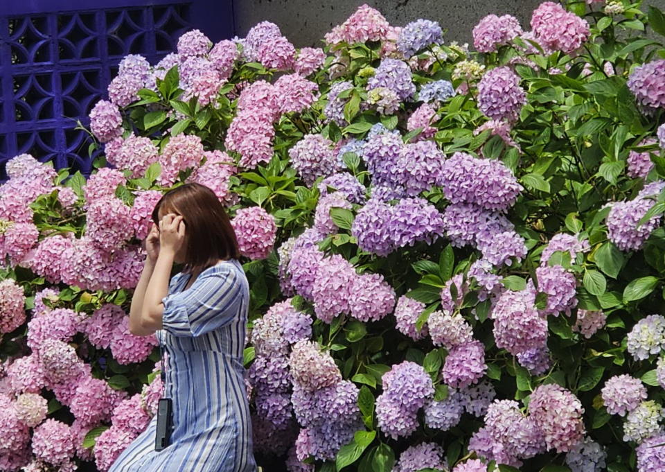 武陵農場繡球花盛開，浪漫粉紅色的繡球花瓣，吸引遊客賞花。（記者陳金龍攝）
