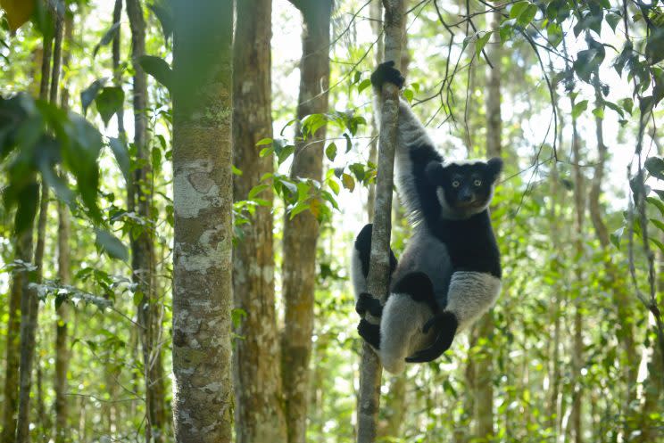 An Indri lemur in the rainforest of Madagascar (Credit: Tom Hugh-Jones)