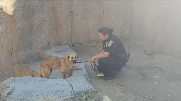 Meatball being rescued from the gorilla enclosure. (Photo: San Diego Humane Society)