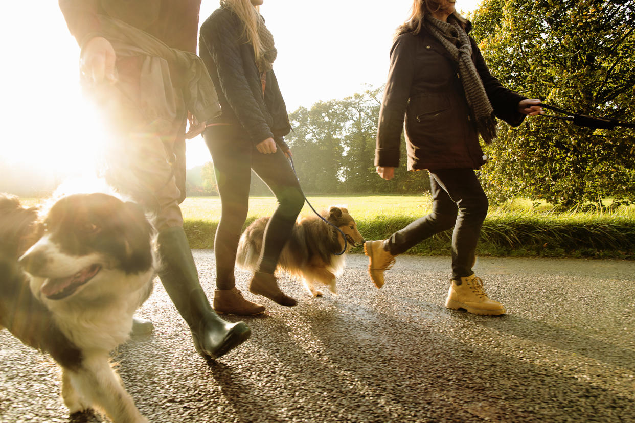 Group dog walking. (Getty Images)