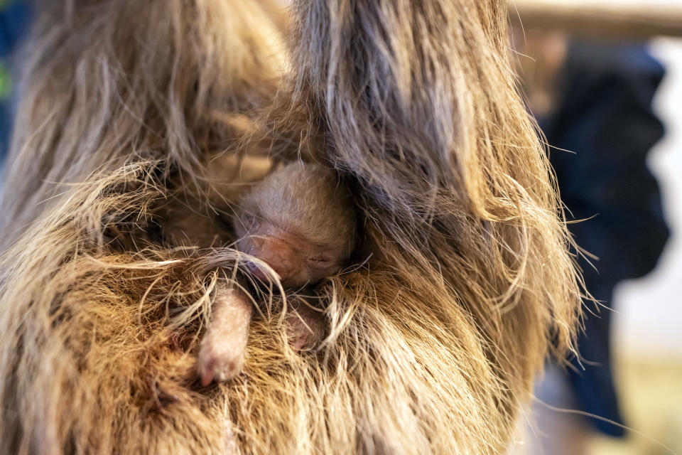 Un cachorro de perezoso con su madre en el Zoológico y Sociedad de Conservación de Palm Beach, el martes 30 de enero de 2024, en West Palm Beach, Florida. (Palm Beach Zoo vía AP)