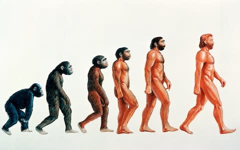 The new species sits between Australopithecus afarensis (second from left) and Homo habilis (third from left)  - Credit: Science Photo Library&nbsp;