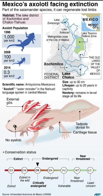 Factfile on the rare Mexican salamander the axolotl