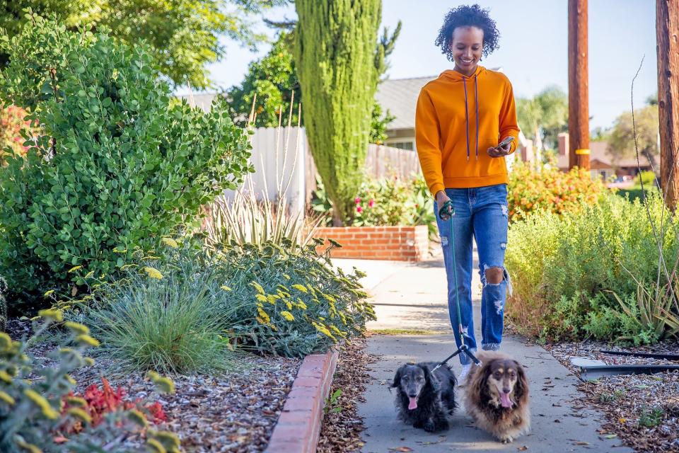 woman walking her two dachshunds