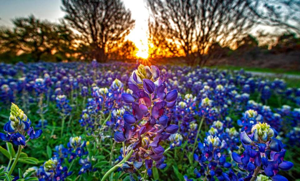 A drive down to the Texas Hill Country is a must for shutterbugs looking for spectacular purple blooms of bluebonnets.
