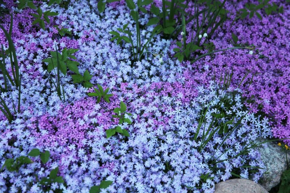 Flowers of creeping Phlox ground cover blooming in blue and purple hues