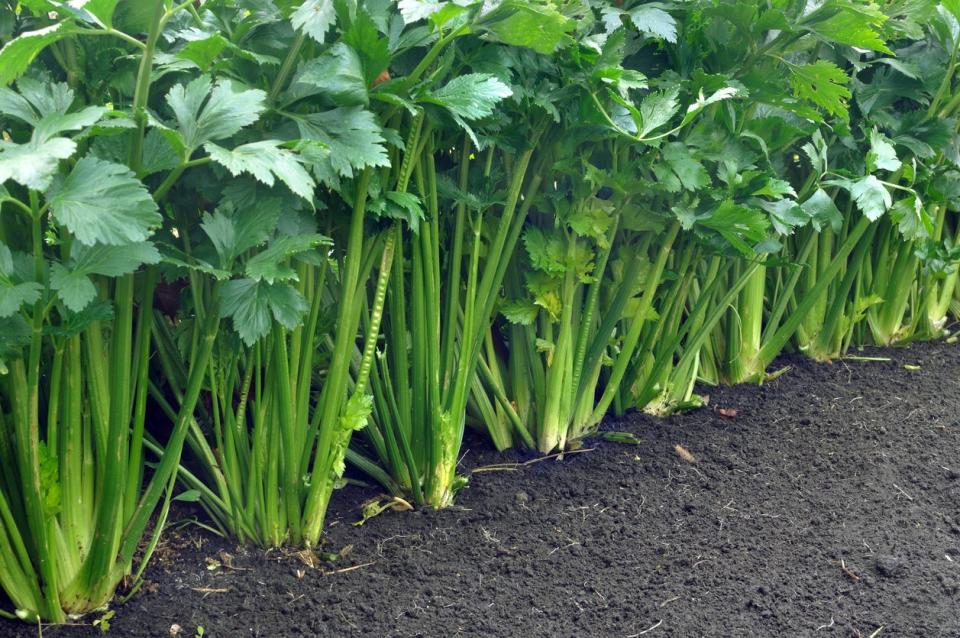 A row of tall celery plants in rich soil. 