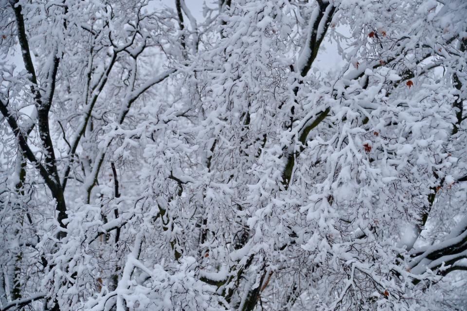 Heavy, wet snow covers a tree's branches in Hagerstown's West End on Tuesday morning, Feb. 13, 2024.