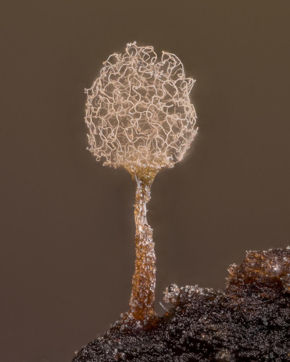 nikon small world Slime mold