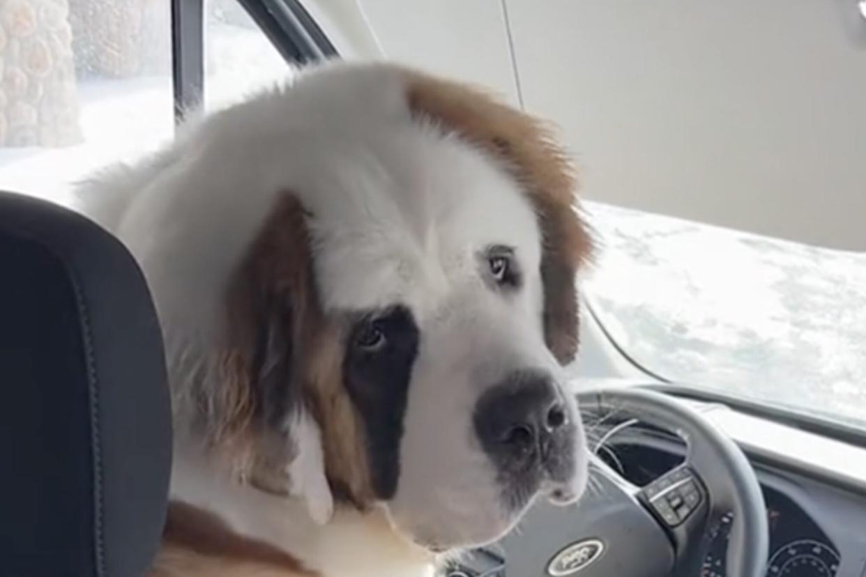 large brown and white dog sits in front seat of van