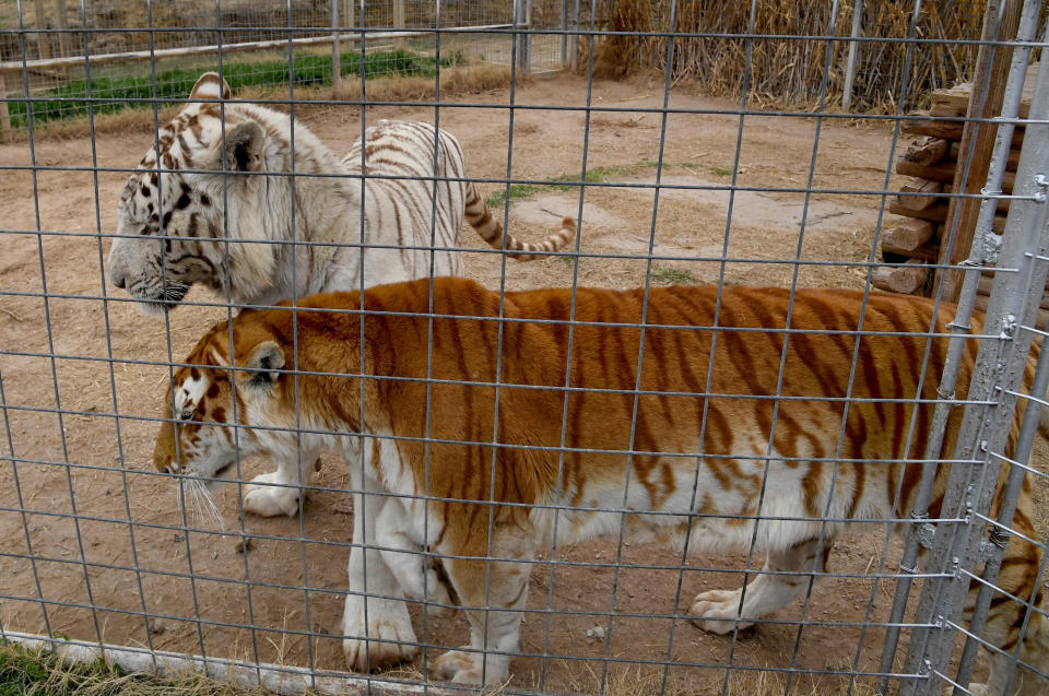 Tigers in their enclosures at the Greater Wynnewood Exotic Animal Park, the zoo formerly run by Joe Exotic and now operated by Jeff Lowe, in February 2019. (Photo: Michael S. Williamson/The Washington Post via Getty Images)