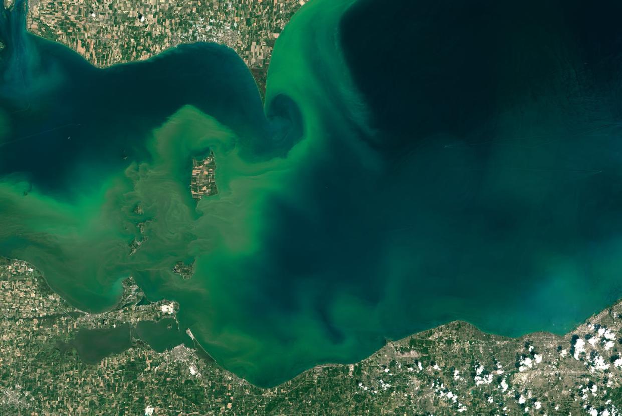 Satellite photo of an algal bloom in western Lake Erie, July 28, 2015. <a href="https://eoimages.gsfc.nasa.gov/images/imagerecords/86000/86327/erie_oli_2015209_lrg.jpg" rel="nofollow noopener" target="_blank" data-ylk="slk:NASA Earth Observatory;elm:context_link;itc:0;sec:content-canvas" class="link ">NASA Earth Observatory</a>