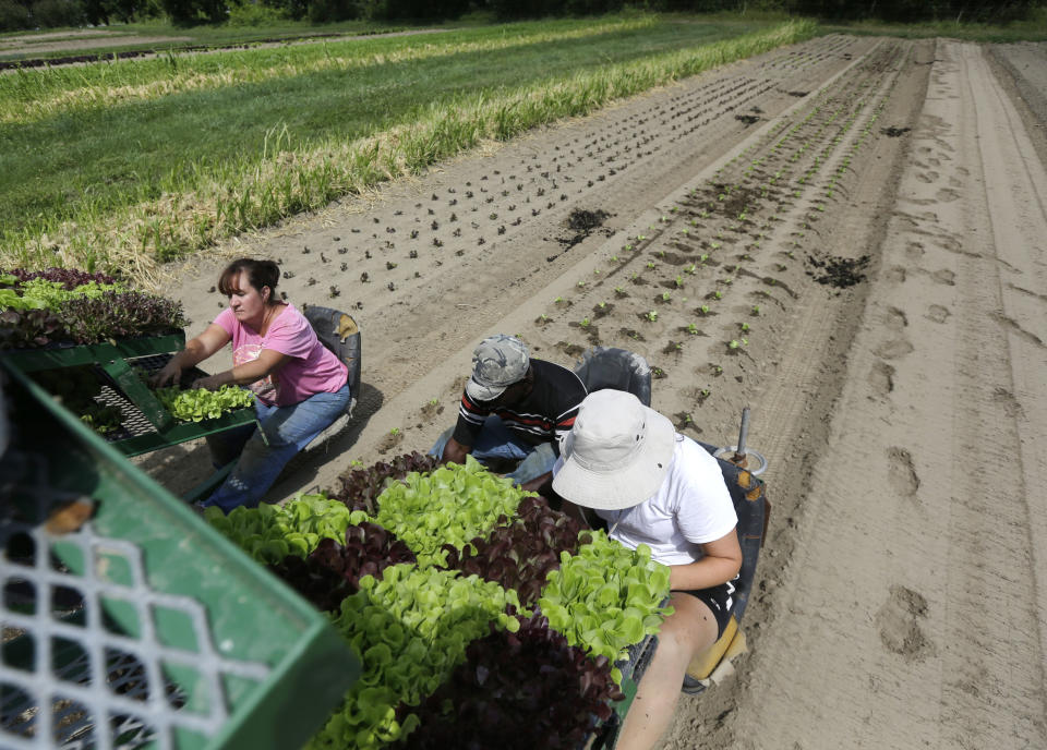 From left, Julie Gardner, Walter Cameron and Lauren Ross-Hixson transplant lettuce in a field at Denison Farm in Schaghticoke, N.Y. on Monday, Aug. 12, 2013. Justine and Brian Denison adhere to all the growing practices required for organic certification, but if they label their beans and tomatoes "organically grown," they could face federal charges and $20,000 or more in fines. That's why they and hundreds of other small direct-marketing farms across the country have adopted an alternative label: Certified Naturally Grown. Certified farms pledge to follow organic practices, while avoiding the high fee and extensive paperwork required for the federal organic label. (AP Photo/Mike Groll)