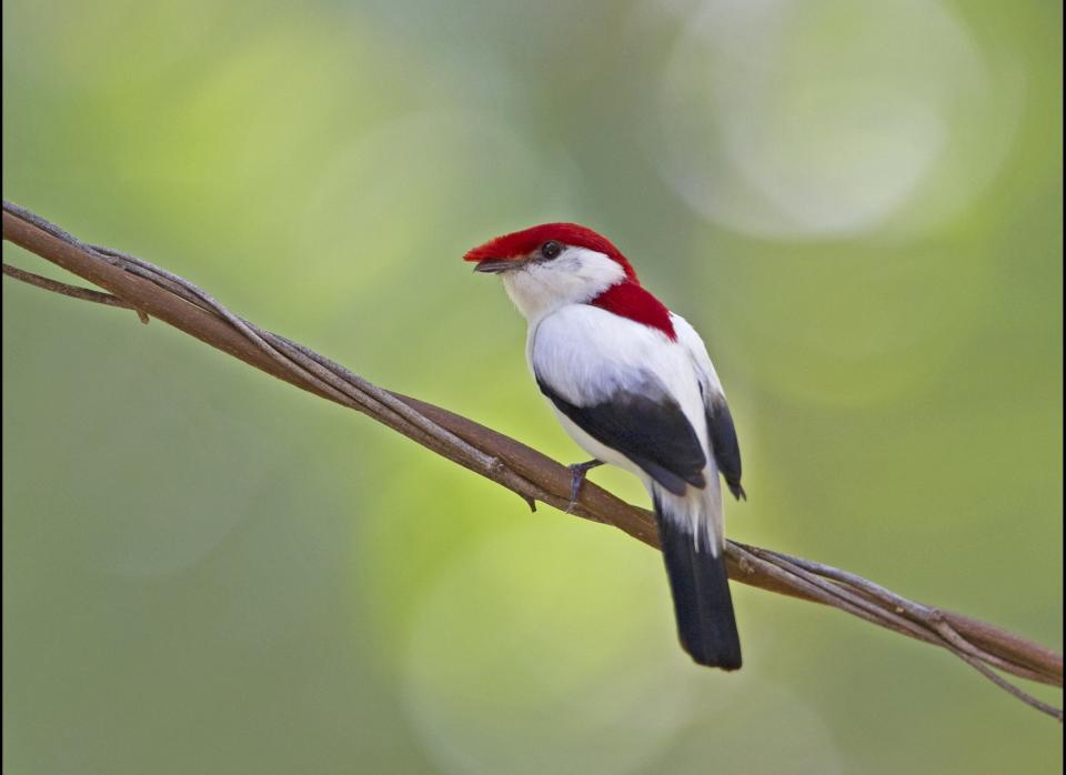 <strong>Scientific Name:</strong> <em>Antilophia bokermanni</em>    <strong>Common Name: </strong>Araripe Manakin    <strong>Category:</strong> bird    <strong>Population: </strong>779 individuals (est 2010)    <strong>Threats To Survival:</strong> Habitat destruction due to expansion of agriculture and recreational facilities and water diversion