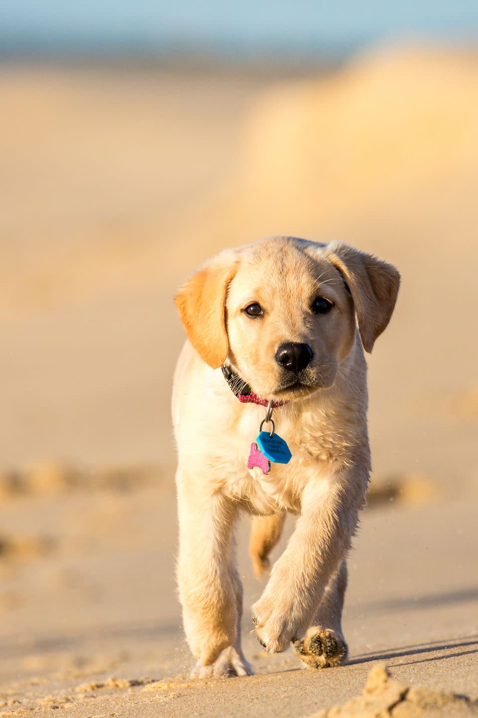 12) Labrador Retriever