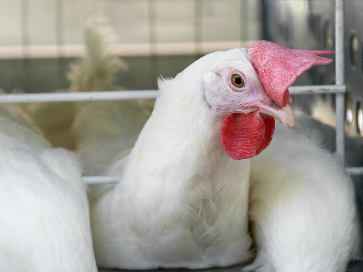 The Fraser Valley's first case of the avian influenza virus has been detected in a commercial poultry farm in Abbotsford.   (Shutterstock - image credit)