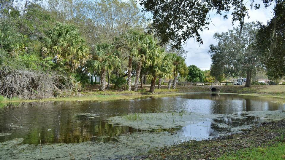 Palm trees and a pond in Port Charlotte, Florida.
