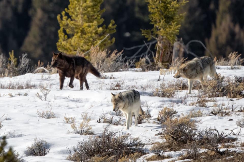 <div class="inline-image__caption"><p>Gray wolves are an apex predator that naturally cull species that would otherwise negatively impact native ecosystems. </p></div> <div class="inline-image__credit">JOHN MORRISON via Getty</div>