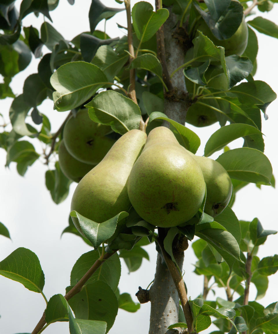 5. Pyrus communis 'Concorde'