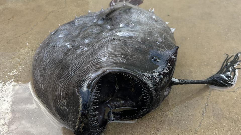 A close up picture of the Pacific footballfish showing its sharp teeth.