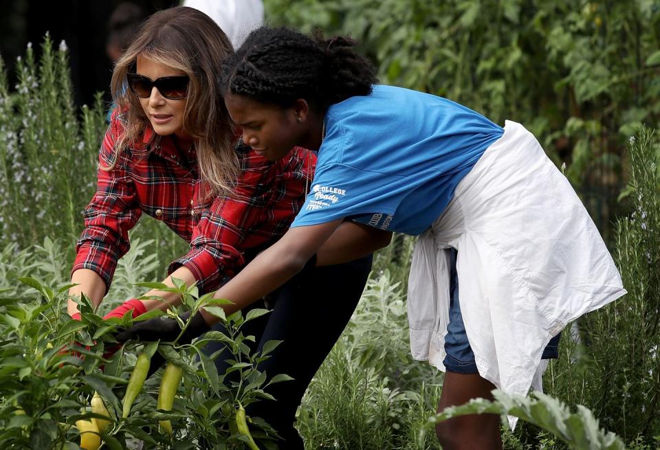 <p>First Lady Melania Trump plants and harvests vegetables with the Boys and Girls Club of Washington in the White House Kitchen Garden on September 22, 2017. </p>