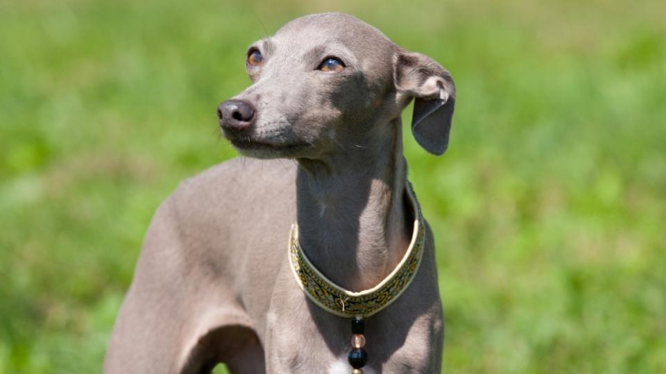 italian greyhound