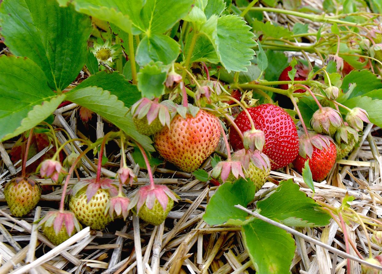Many Northeast Ohio farms are struggling to produce strawberries this year because of drought conditions. Isaac Yoder, the owner of Sunny Slope Orchard in Tuscarawas County, said that his strawberry crops this year are only about 60% to 70% as large as the crop in years past.