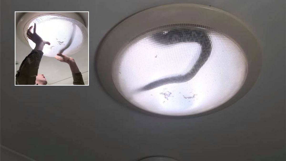 Terrifying moment two pythons crash through skylight and battle each other  in woman's shower