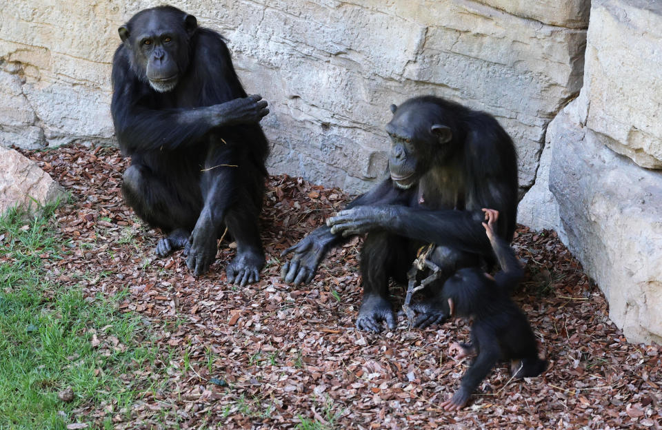 Natalia, a chimpanzee that has carried her dead baby for months, is comforted by Cala, the baby of Noelia (L), a chimpanzee at Valencia's Bioparc, Spain. / Credit: Nacho Doce/REUTERS