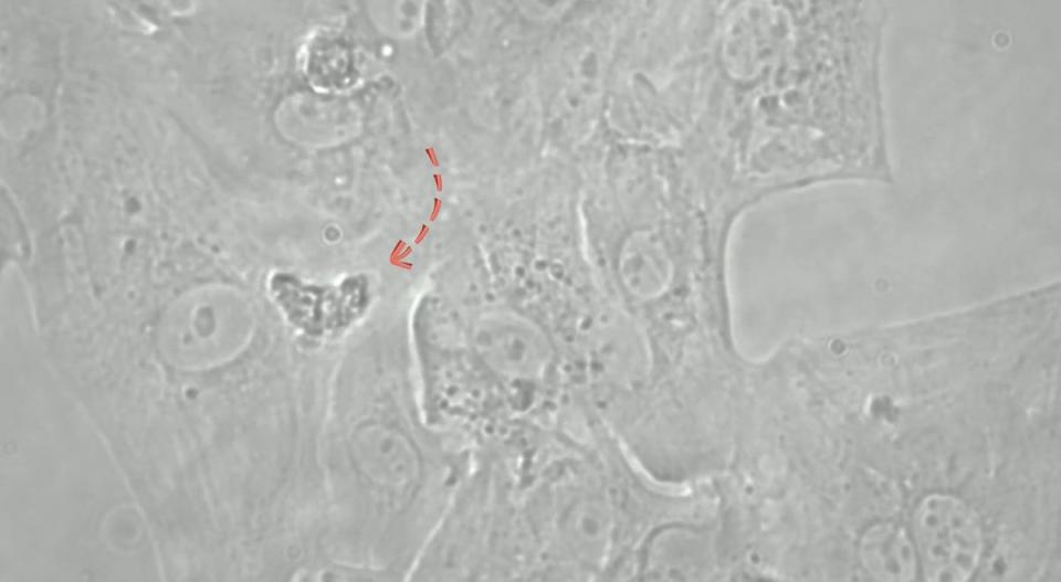 Steam cells grown into a heart (University of East London)