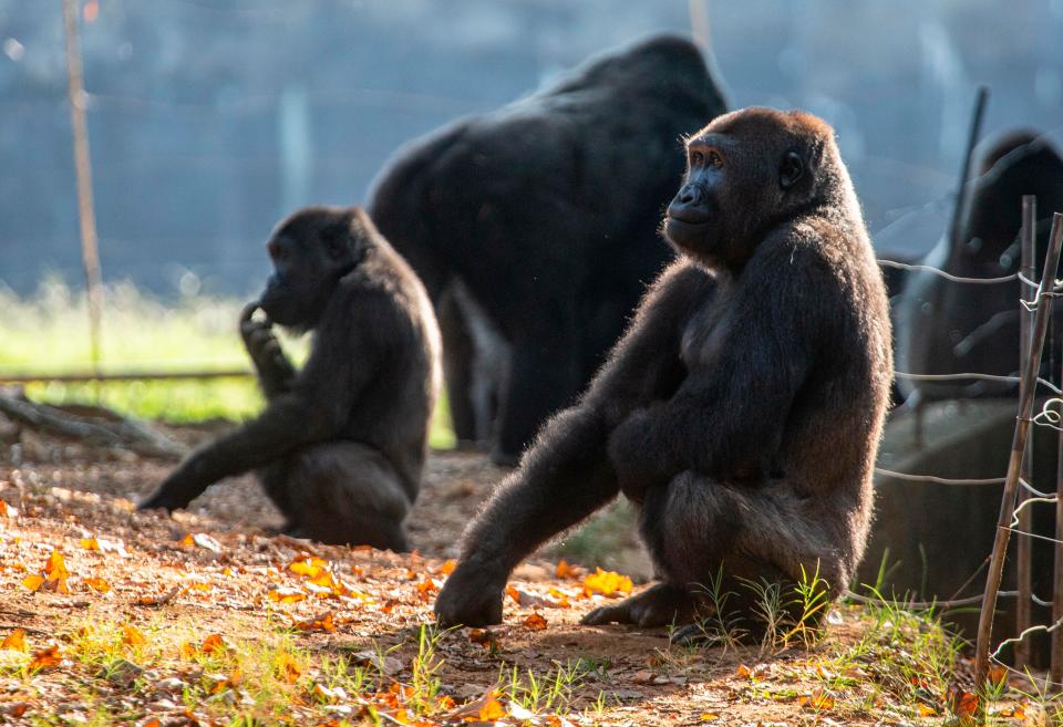 Western lowland gorillas sit in their habitat at Zoo Atlanta on Tuesday. Nearly all the gorillas have contracted the coronavirus.