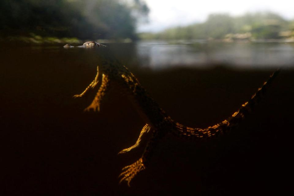 A Cuban crocodile swims after being released into nature in Zapata swamp (Reuters)