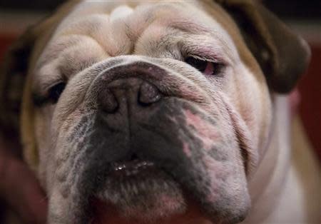 A bulldog is seen at the American Kennel Club (AKC) in New York January 31, 2014. REUTERS/Eric Thayer