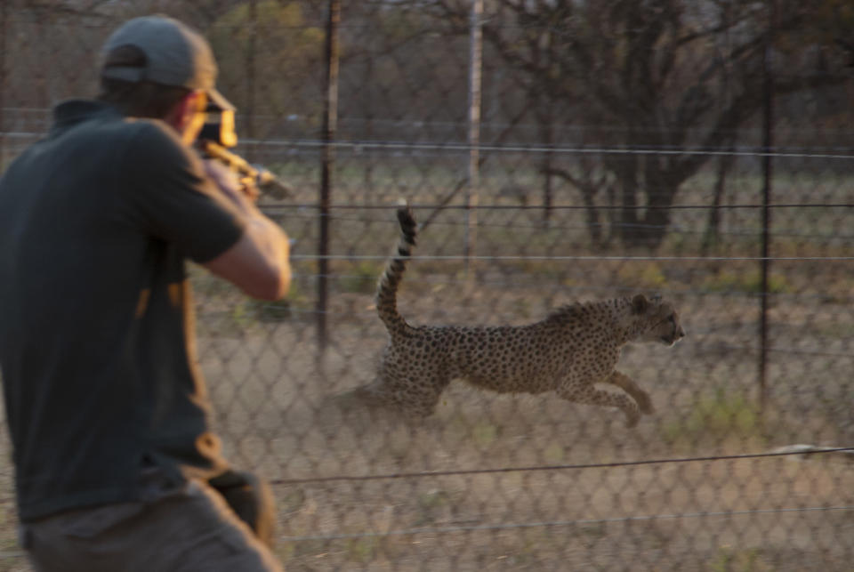 Wildlife veterinarian Andy Frasier darts a cheetah to be tranquilized and loaded into a crates, at a reserve near Bella Bella, South Africa, Sunday, Sept. 4, 2022. South African wildlife officials have sent four cheetahs to Mozambique this week as part of efforts to reintroduce the species to neighboring parts of southern Africa. (AP Photo/Denis Farrell)