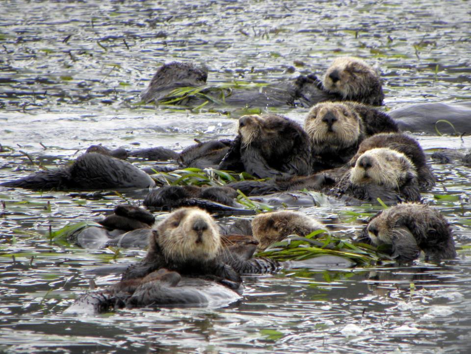 A group of otters swim in eel grass in Elkhorn Slough off Monterey, California. Scientists have studied parasites sickening the Southern sea otter for decades, hoping to rebuild its fragile population.