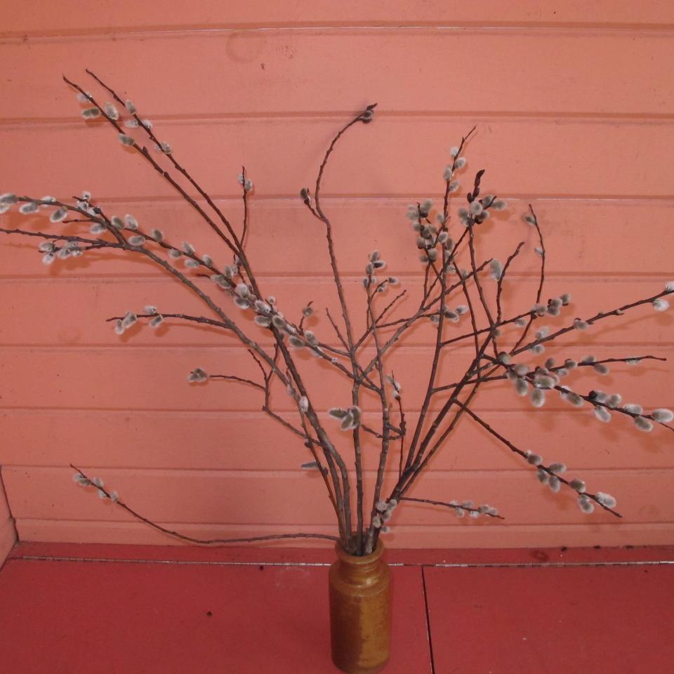 Pussy willows should be placed in a dry vase.