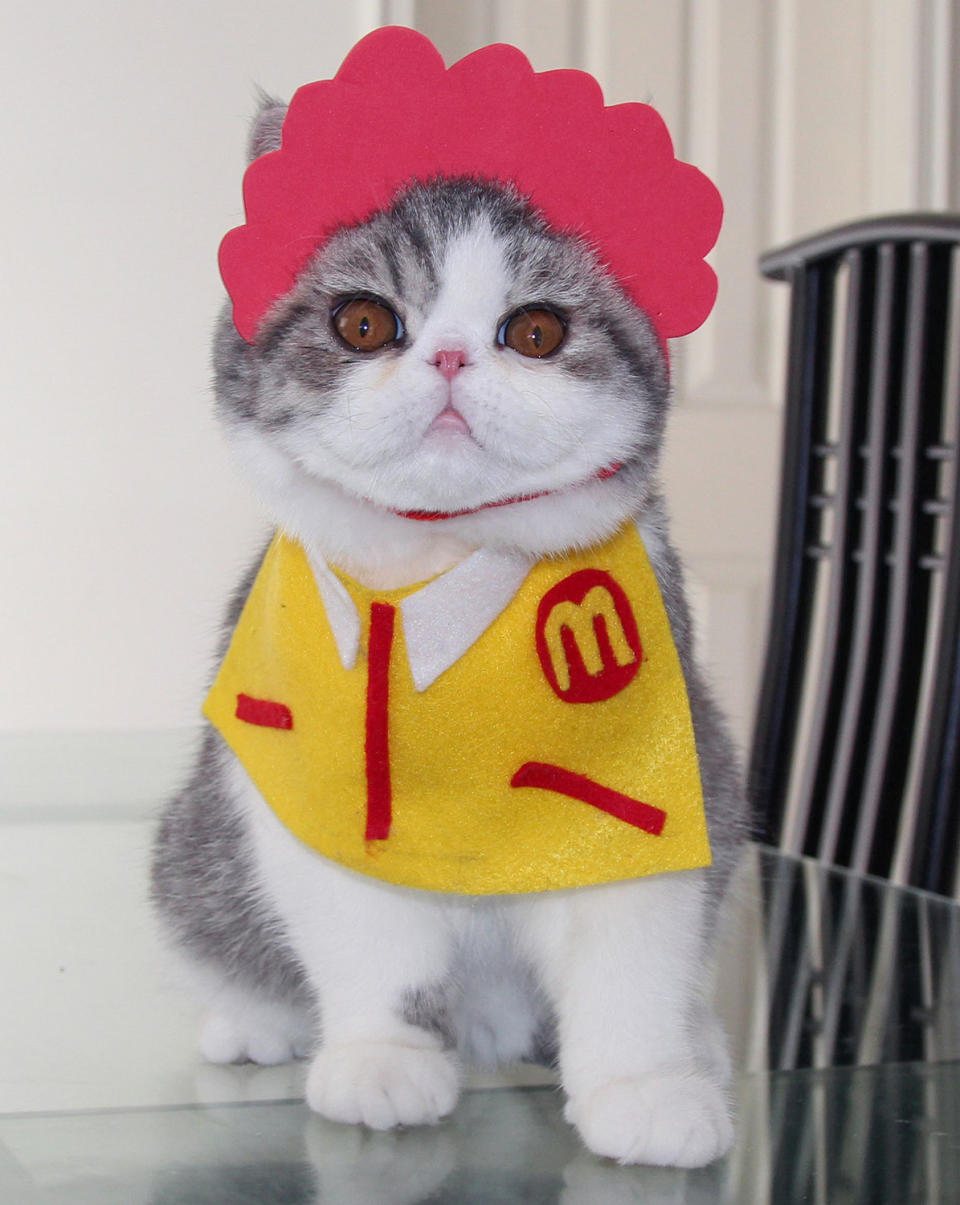 <p>Ronald McCat. Snoopy, a 2-year-old exotic shorthair, wears a McDonalds outfit made by his human owner, Shirley Cheung. (Photo: DailySnoopy/Caters News) </p>