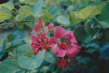 Red orchid bauhinia (B. galpinii) is a semi-vining shrub that can use neighboring trees to climb up to 25 high.