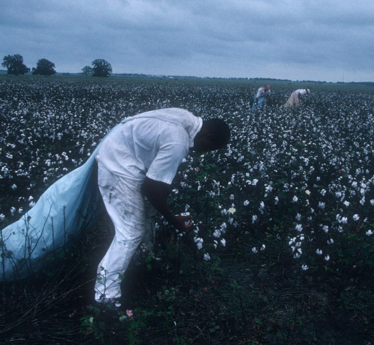 <span class="caption">In this rare photograph taken in 2000, prisoners at the Ferguson Unit in Texas are seen working in the prison's cotton fields. </span> <span class="attribution"><a class="link " href="https://www.gettyimages.com/detail/news-photo/prisoners-at-the-ferguson-unit-a-large-prison-along-the-news-photo/539605780?adppopup=true" rel="nofollow noopener" target="_blank" data-ylk="slk:Photo by Andrew Lichtenstein/Corbis via Getty Images;elm:context_link;itc:0;sec:content-canvas">Photo by Andrew Lichtenstein/Corbis via Getty Images</a></span>