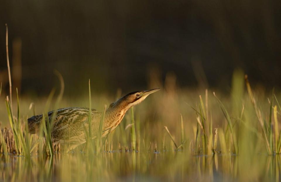 A great bittern at Minsmere in Suffolk (RSPB/PA) (PA Media)