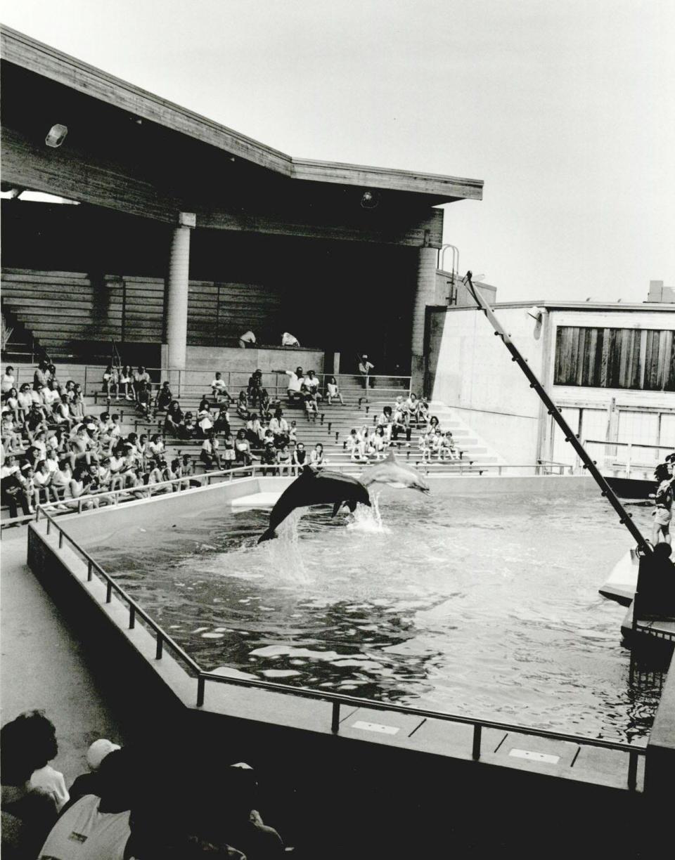 Aquaticus was a top attraction at the Oklahoma City Zoo until dolphin shows were ended in 2000. The Oklahoman File