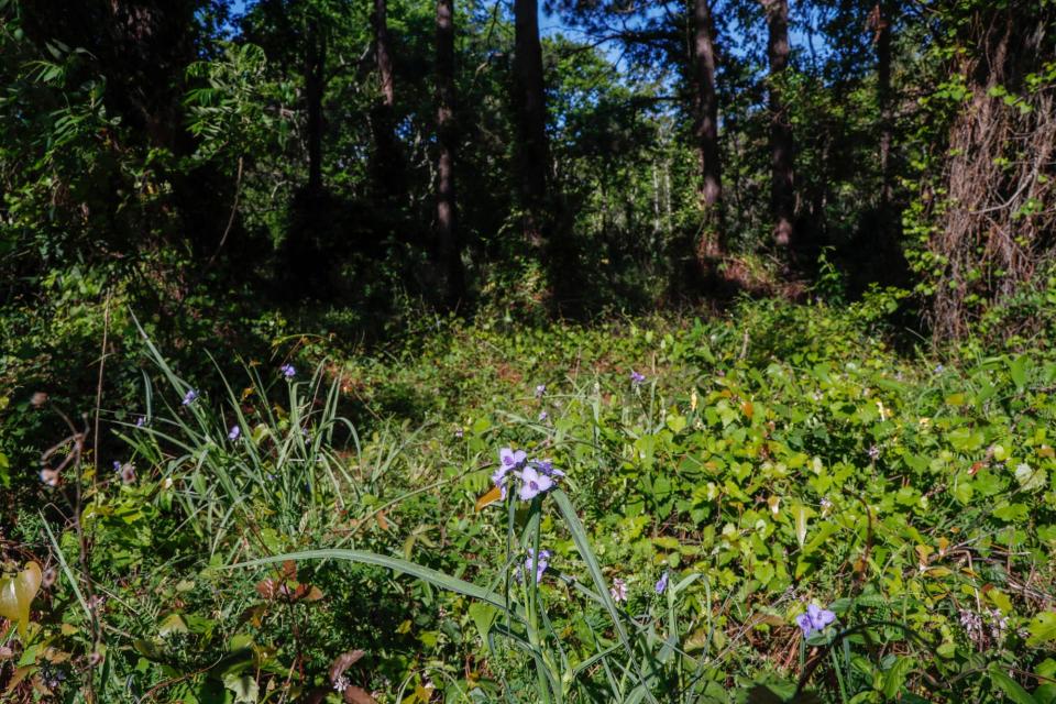 Wild flowers and vines grow on undeveloped land located on Polk Street near Tybee Island Public Works.