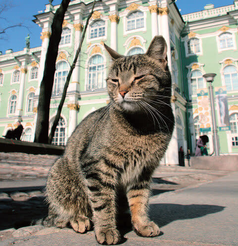 法國富豪過世，將部分遺產留畀博物館嘅貓貓。 （圖：Mother Russia@Facebook） 