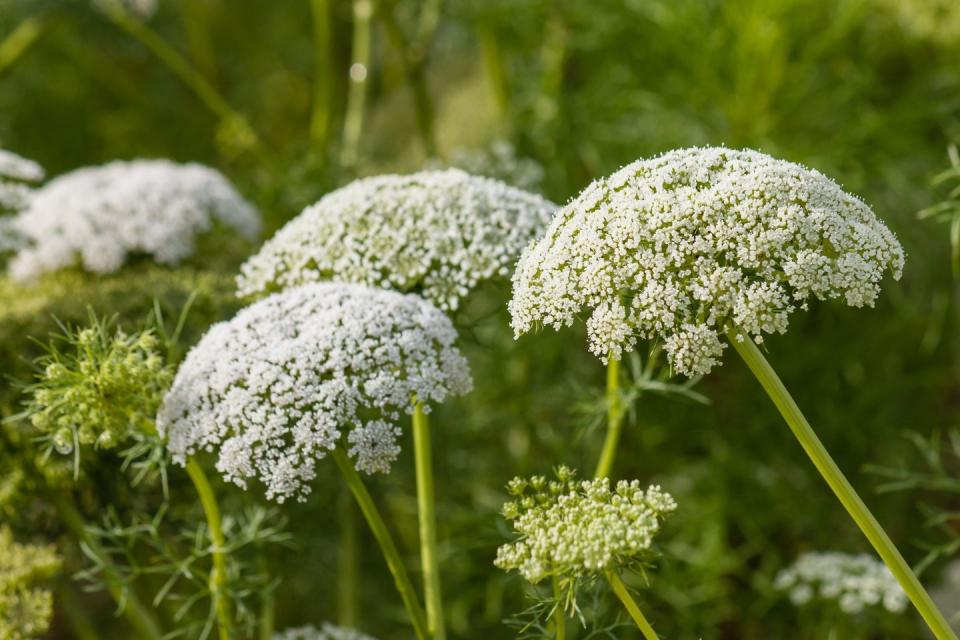 types of weeds wild carrot