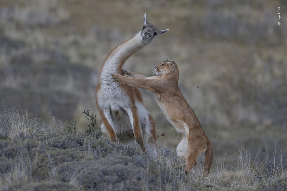 The equal match by Ingo Arndt, Germany