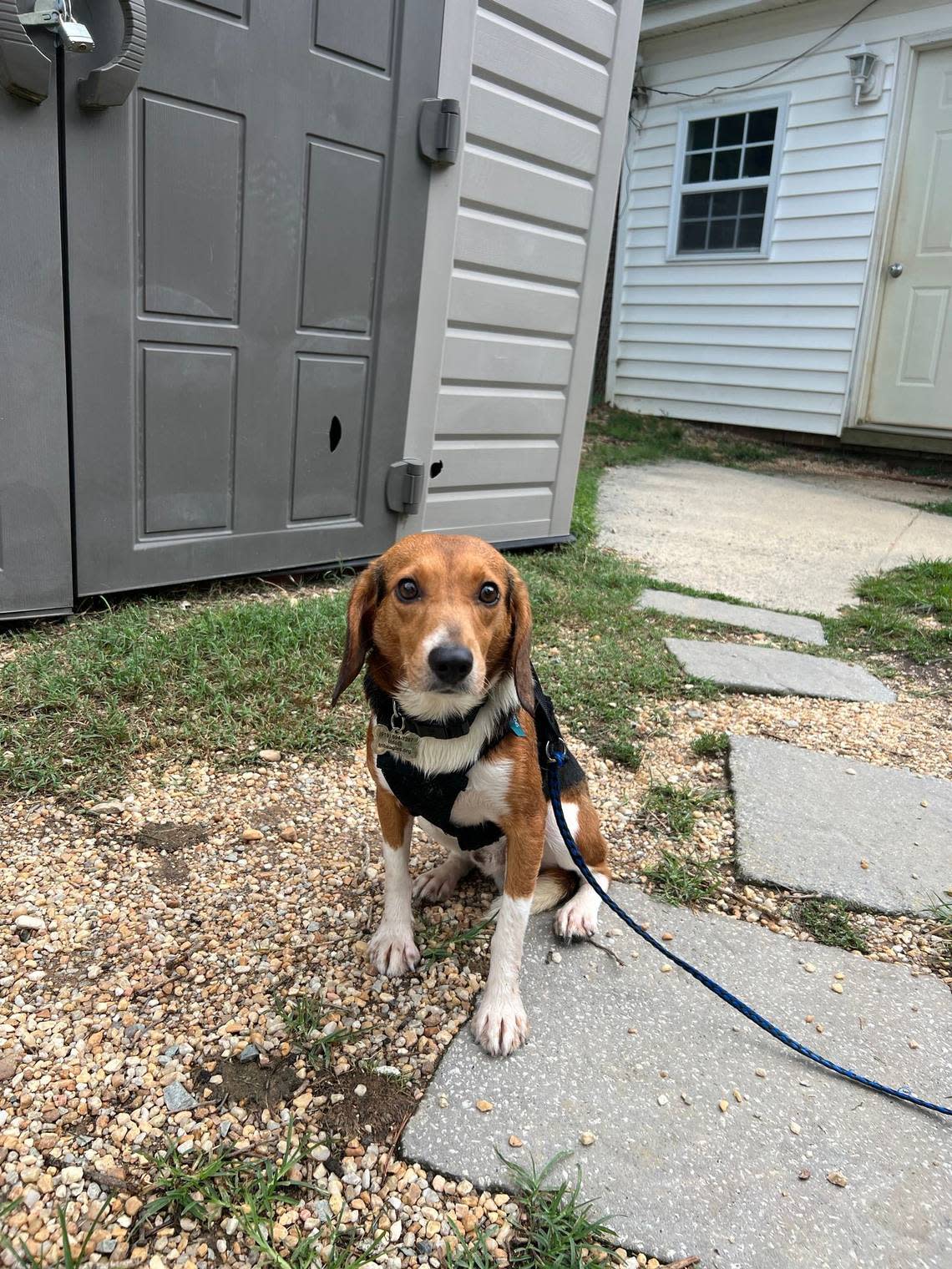 On July, 26, 2022, the Triangle Beagle Rescue of North Carolina welcomed 79 beagles. They were part of the 4,000 beagles rescued from a breeding facility in Virginia.