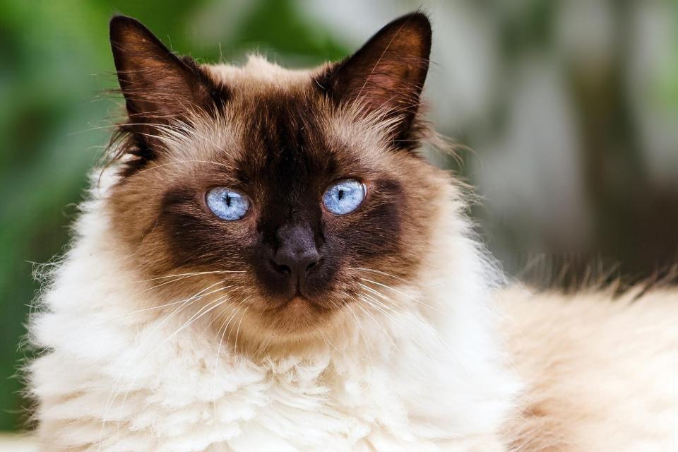 himalayan; calmest cat breed