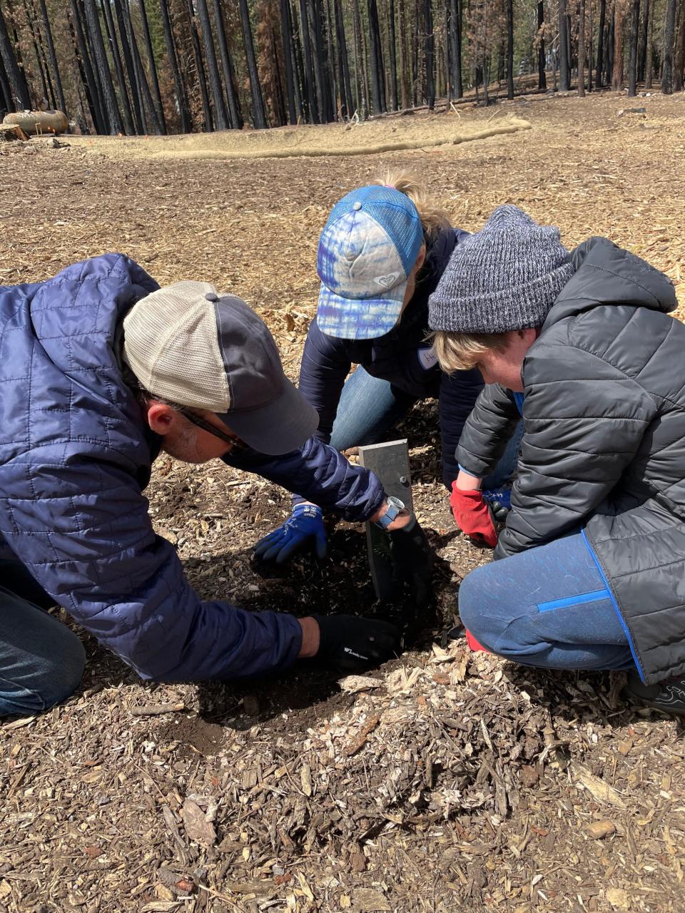 Summer in Plumas County, 2022: Volunteers with Friends of Warner Valley community group plant trees on private properties in the Warner Valley that were damaged by the Dixie Fire in 2021.